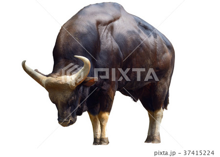 Gaur 37415224