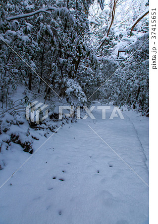 雲仙 絹笠山登山道の雪景色 雲仙 絹笠山登山道の雪景色 37415651