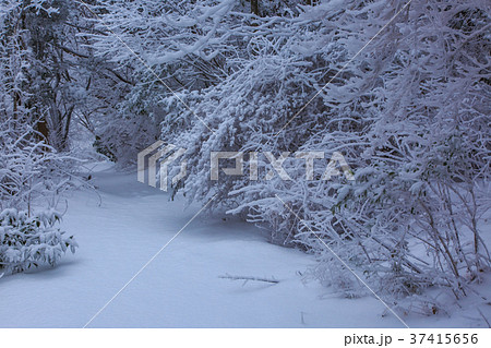 雲仙　絹笠山登山道の雪景色 37415656