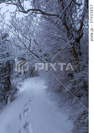 雲仙 絹笠山登山道の雪景色 雲仙 絹笠山登山道の雪景色 37415657
