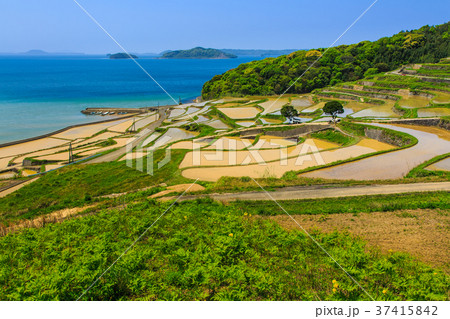 土谷棚田の水張風景 長崎県松浦市 土谷棚田の水張風景 長崎県松浦市 37415842