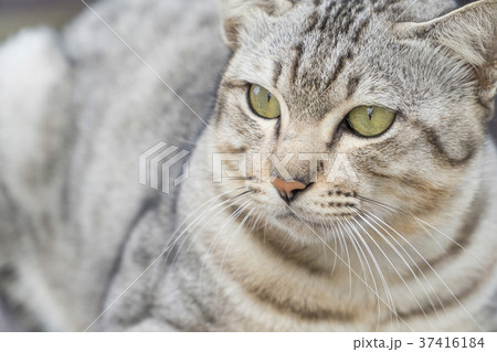 Gray cat look bait is a seriously 37416184