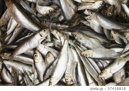 a lot of small frozen fish, sprat, herring. 37416818