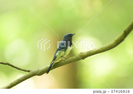 オオルリ オオルリ 37416919