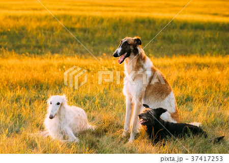 Black Mixed Breed Hunting Dog And Russian 37417253
