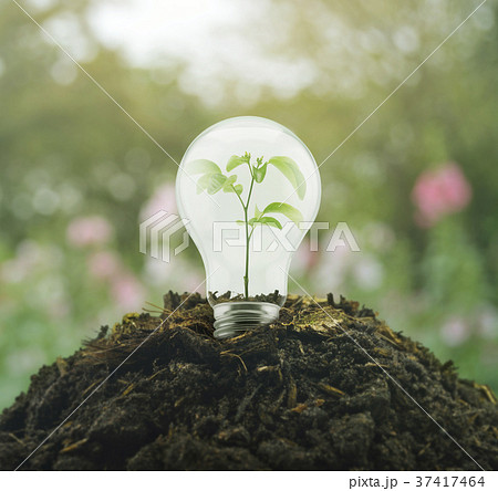 Light Bulb with small plant inside on pile of soil 37417464