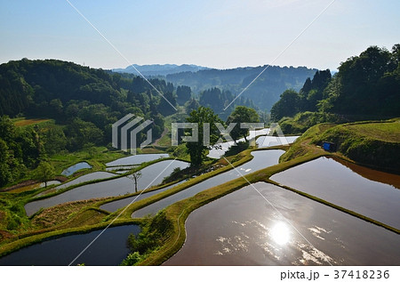 田植えの季節を迎えた十日町 松代 蒲生の棚田 37418236