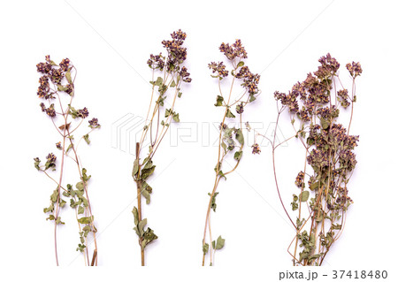 Flat lay dry branches of heather on a white background. Calluna vulgaris view from above Flat lay dry branches of heather on a white background. Calluna vulgaris view from above 37418480