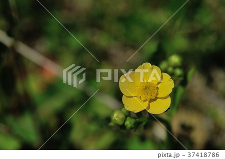 ウマノアシガタ(キンポウゲ) 37418786