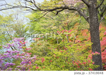 七北田ダム湖畔 花自然植物園 泉ボタニカルガーデン四季折々の花を楽しむ自然の風景の写真素材