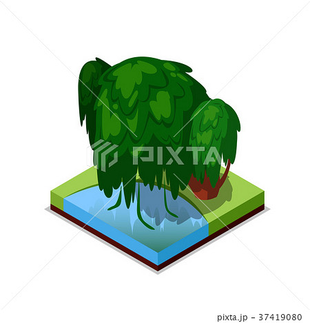 Green willow tree isometric 3D icon 37419080
