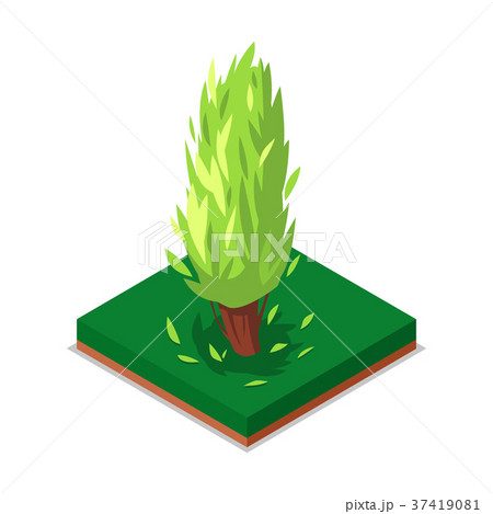 Green poplar tree isometric 3D icon 37419081