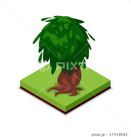 Green old oak isometric 3D icon Green old oak isometric 3D icon 37419082