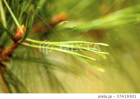 The Scots pine, closeup of the needles 37419301