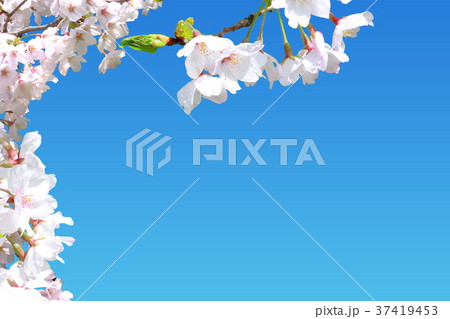 桜＿春の素材 37419453