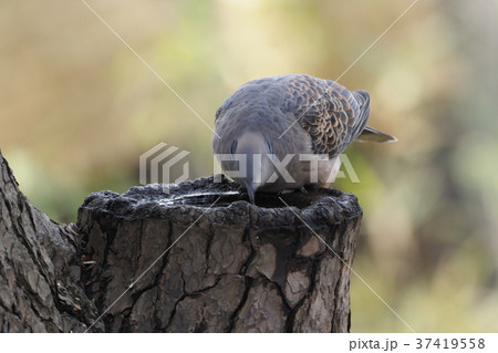 洗足池公園のキジバト 37419558