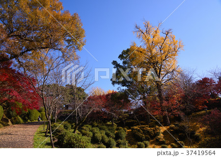 菊池神社の紅葉 37419564