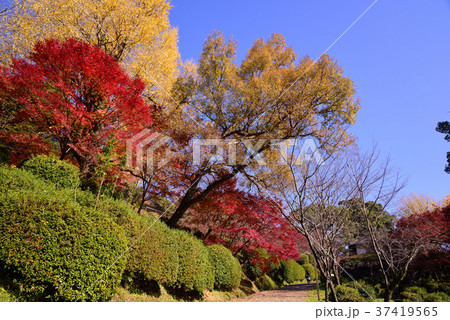 菊池神社の紅葉 菊池神社の紅葉 37419565