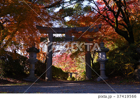 菊池神社の紅葉 菊池神社の紅葉 37419566
