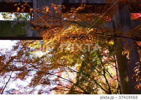 菊池神社の紅葉 菊池神社の紅葉 37419568