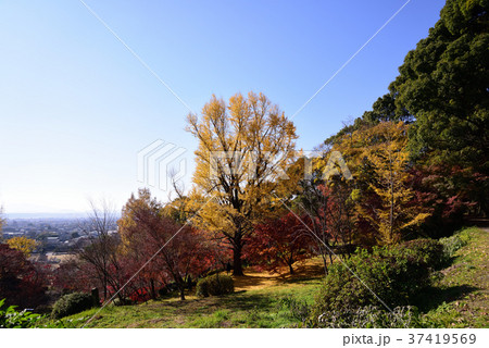 菊池神社の紅葉 菊池神社の紅葉 37419569