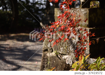 菊池神社の紅葉 菊池神社の紅葉 37419572