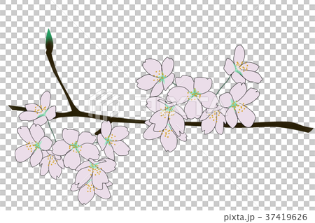 櫻花 37419626