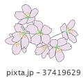 サクラ 37419629