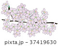 サクラ　満開 37419630