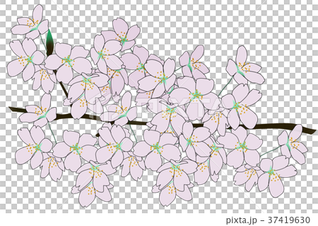 櫻花盛開 37419630