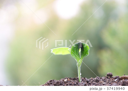 Pumpkin sprout panting 37419940