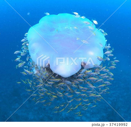 ＵＦＯのようなお化けクラゲ 37419992