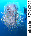 クリスマスツリーのようなお化けクラゲ 37420207