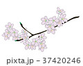 サクラ 37420246