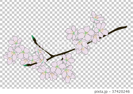 櫻花 37420246