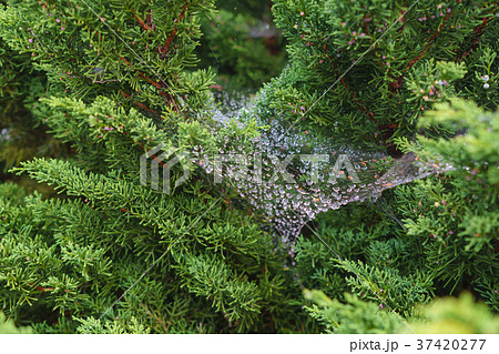Dew drops on cobweb on top of the pine trees Dew drops on cobweb on top of the pine trees 37420277