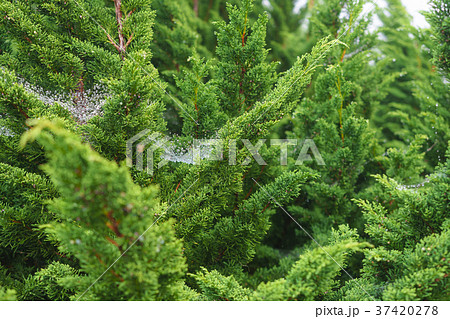 Dew drops on cobweb on top of the pine trees 37420278