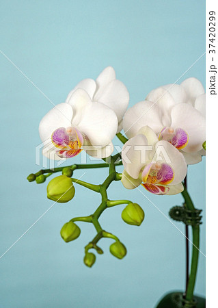 気品溢れる白のコチョウラン 気品溢れる白のコチョウラン 37420299