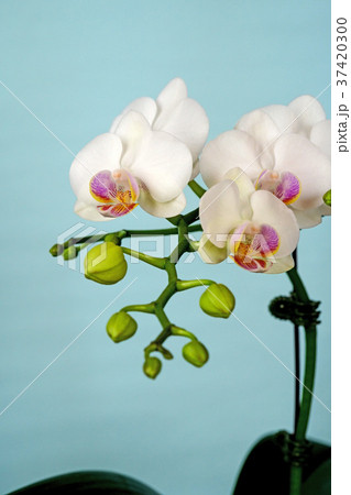 気品溢れる白のコチョウラン 気品溢れる白のコチョウラン 37420300