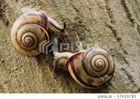 交尾中のカタツムリ 37420785