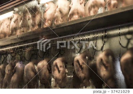 北京ダック 北京ダック 37421029