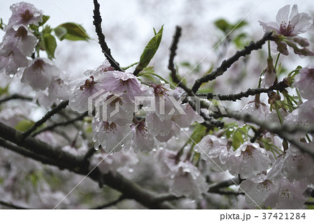 春雨に濡れる桜 37421284