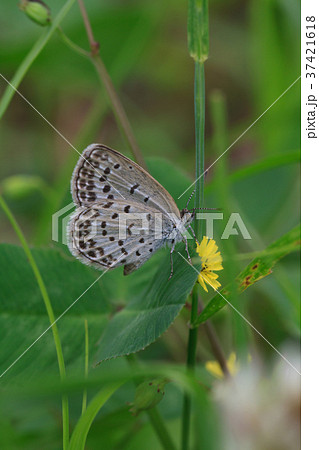 ヤマトシジミ ヤマトシジミ 37421618