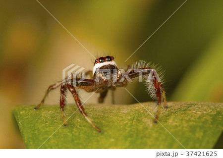 Male jumping spider Telamonia dimidiata, close-up Male jumping spider Telamonia dimidiata, close-up 37421625