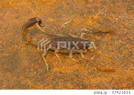 Fat tailed scorpion, genus Lychas 37421633