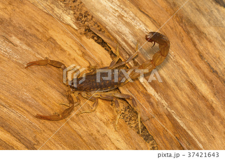 Fat tailed scorpion, genus Lychas Fat tailed scorpion, genus Lychas 37421643