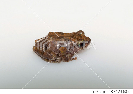 An unidentified bush frog An unidentified bush frog 37421682