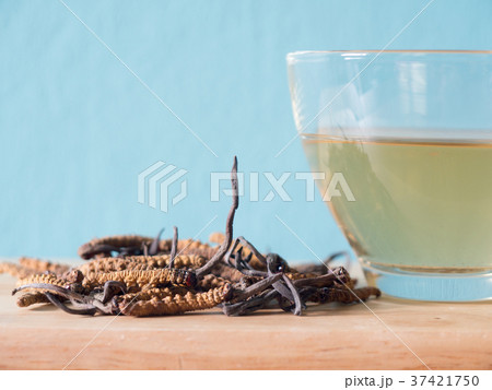 Select focus of mushroom cordyceps this a herbs 37421750