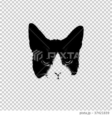 猫 ねこ ネコ 37421839
