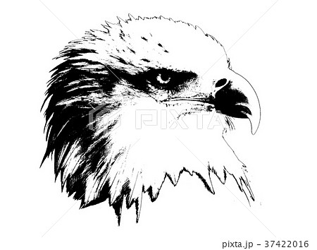 ワシ 鷲 イーグルのイラスト素材